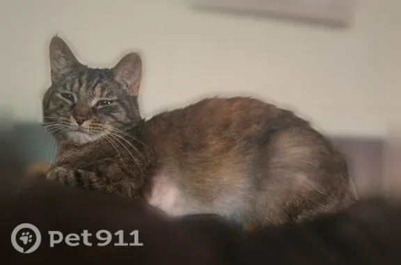 Missing cat Moline, photo: Lost cat, female, Coal Valley, Illinois, Moline — multicolored with orange paws