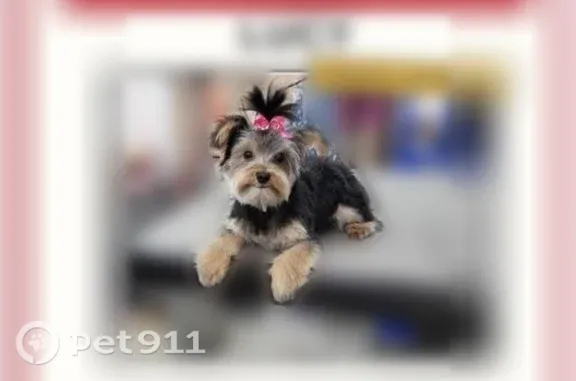 Lost dog, 16th Avenue North, 2402, Texas City — female, small 7 lb Yorkie - photo