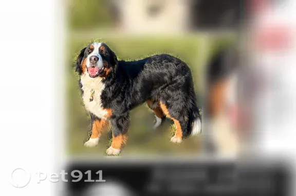 Missing dog Eugene, photo: Lost Dog, Royal Avenue, 27692, Eugene — female tri-colored Bernice Mountain Dog