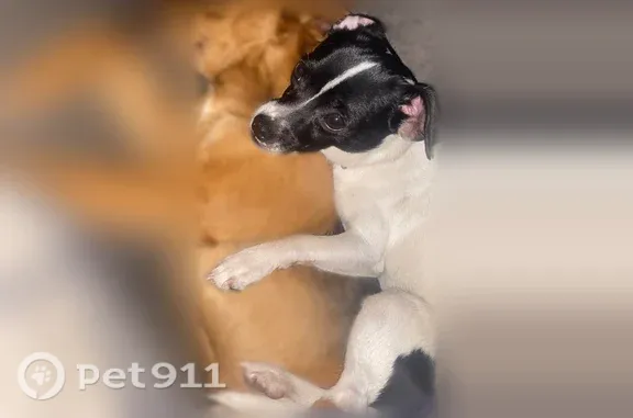 Lost dog, Manteca, California, Arlington — tiny black-and-white male who gives hugs - photo