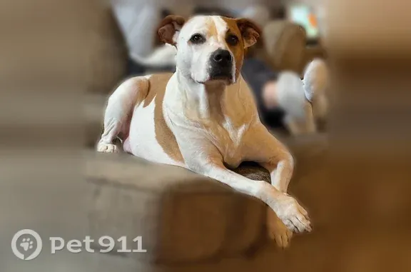 White/brown pitbull mix, appx 60 lbs frequents humphrey rd and almeter rd within varysburg, ny missing 10/9/2026