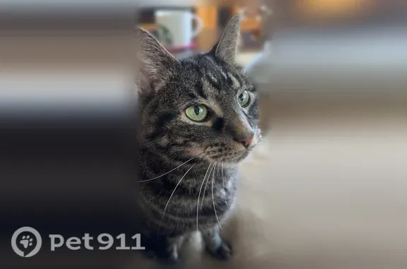 Lost male cat, Cheekwood Drive, 4, Buffalo — tiger coat and green eyes - photo