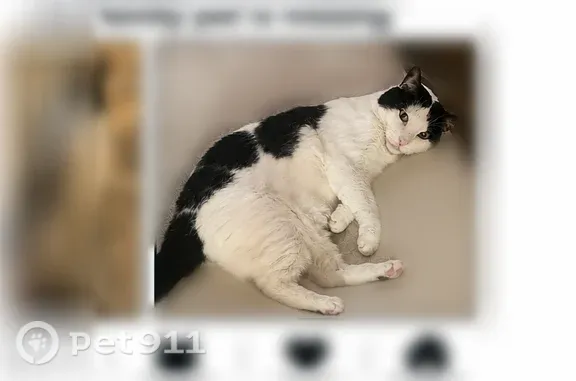 Lost cat, Wrangler View, 4518, San Antonio, Schertz — 13-year-old male - photo