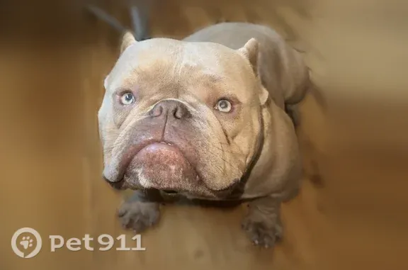 Lost dog, East Ashley Lane, 5649, Stockton, Stockton — friendly male American bully - photo