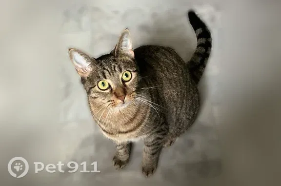 Lost cat, Cheektowaga, New York, Rochester — female with mainly green eyes - photo