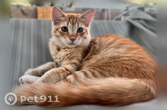 Lost pets Phoenix, photo: Lost male cat, West Desert Cove Avenue, 1741, Phoenix — sweet baby kitty missing for a week