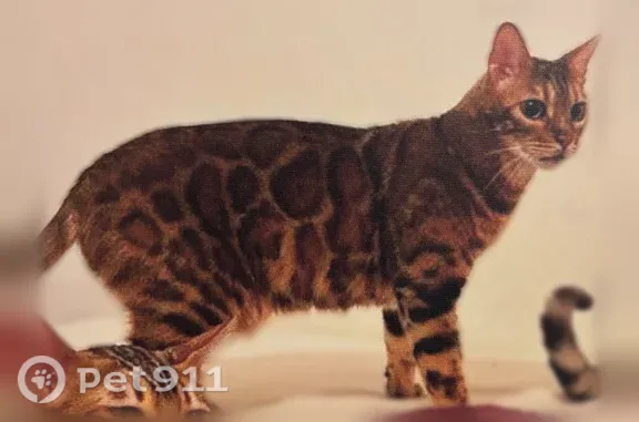 Bengal cat, Brown with large rosettes (spots). He must have slipped out the front door. About 12.5 pounds.