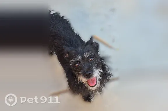Lost dog, 42nd Street East, 37409, Palmdale — male, black and white - photo