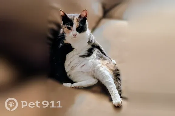 32801 Orlando - Calico, white paws and belly, grey and orange body. Missing 5 am 10/9/26. Last seen 32801 at Delaney Ave and South Lucerne Circle behind a law office. She has FIV and is very shy. We are desperate to get her home.