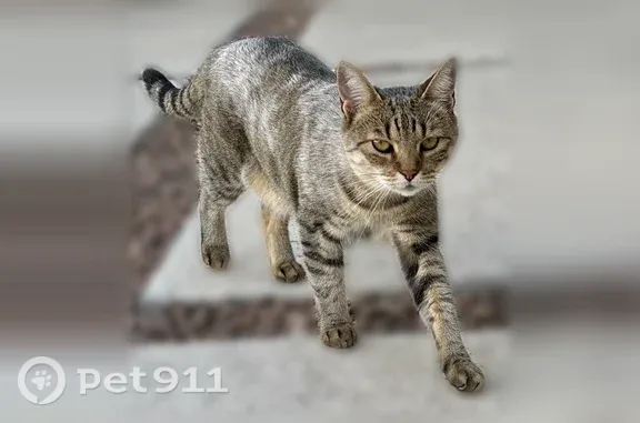 Lost male cat, Vintage Street, 6060, El Paso — brown tabby with white patches - photo