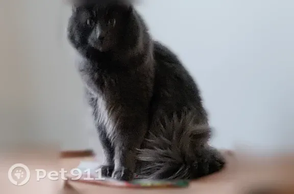 Lost cat, male, West 128th Street, 4489, Cleveland — 5 years old - photo