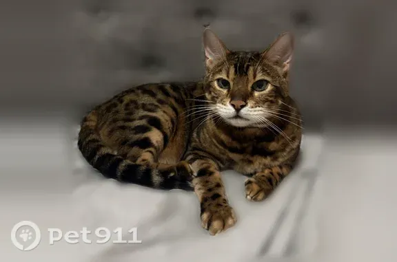 Lost male cat, West 109th Street, 1328, Chicago — black and gold leopard pattern - photo