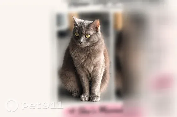 Missing cat Corpus Christi, photo: Lost cat, White Bird Drive, 3029, Corpus Christi — indoor female, may be skittish outdoors