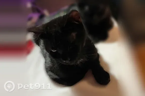 Missing cat Lexington, photo: Lost cat, Two Notch Road, 206, Lexington — female with a solid black coat