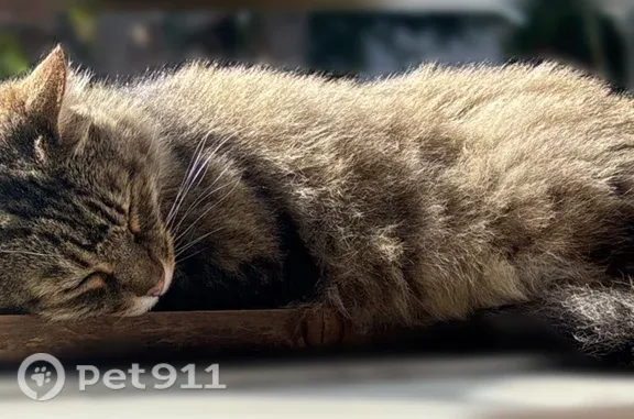 Missing cat Seattle, photo: Lost cat, Southeast Center Street, 6744, Portland, Seattle — male with a split left ear
