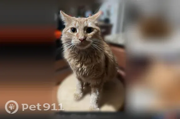 Lost cat, Gabby Drive, 3205, Opelika — friendly male orange tabby - photo