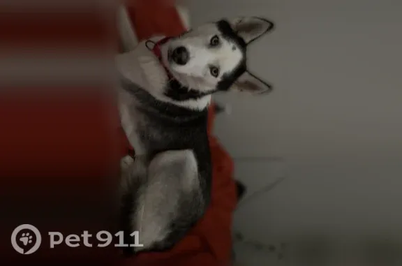 Lost female dog, Vermillion, South Dakota, Vermillion — black-and-white coat - photo