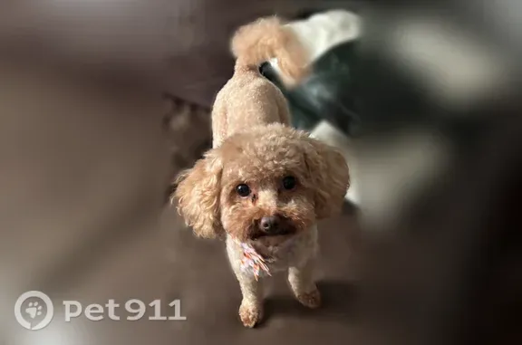 Lost female dog, South Rockwell Street, 5301, Chicago — short brown curly coat - photo
