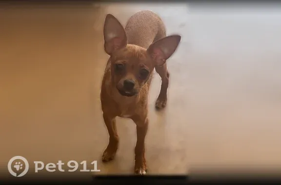 Missing dog Germantown, photo: Lost Dog, male, Chelsea Avenue, 2948, Memphis, Germantown — very small brown Chihuahua with big ears