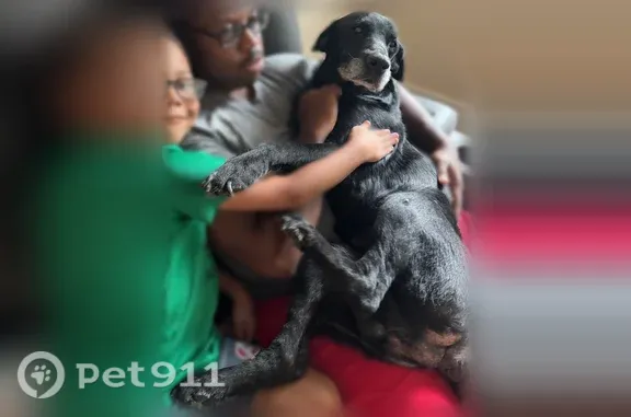 Lost dog, Bacon Road, Hinesville — all-black Lab with a gray snout - photo