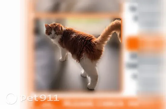 Lost cat, Elliott Avenue, Grand Haven, Norton Shores — gentle male who loves being held - photo