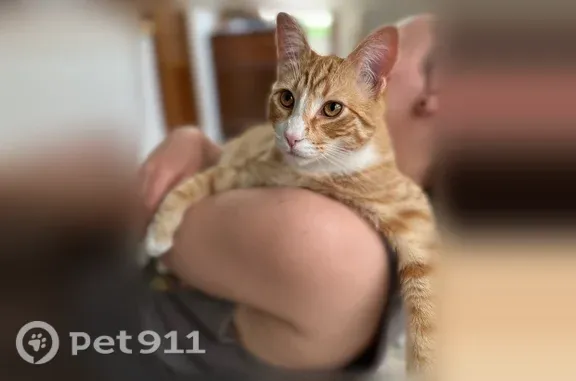 Missing cat Eugene, photo: Lost cat, Baker Boulevard, 2772, Eugene — friendly orange tabby