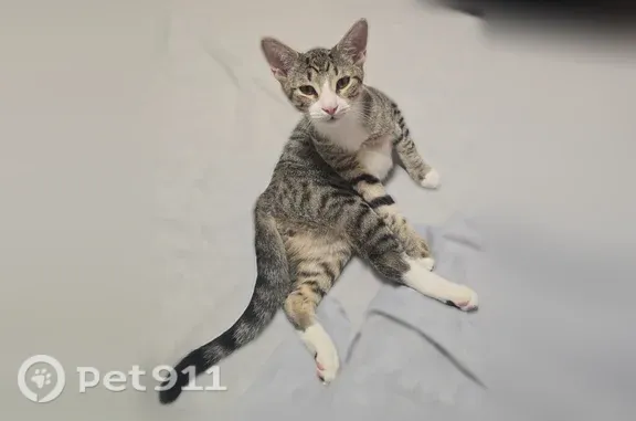 Lost male cat, Linwood Street, 647, Brooklyn — white muzzle, pink nose, and striped tail - photo