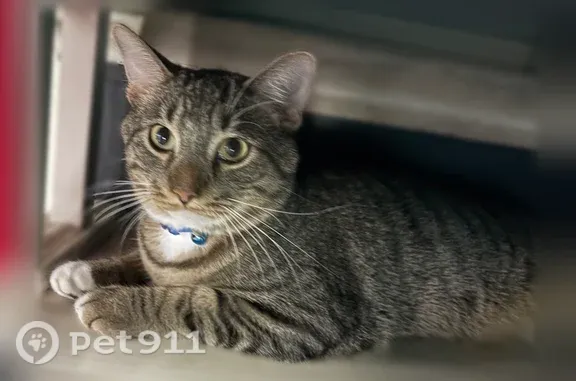 Lost male cat, 3rd Avenue East, Shakopee, Minneapolis — blue necklace - photo