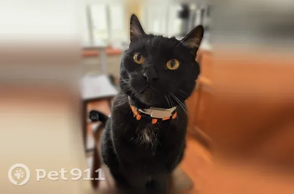 Missing cat Muscoy, photo: Lost male cat, Running Oak Lane, 4049, Muscoy — responds to Toby