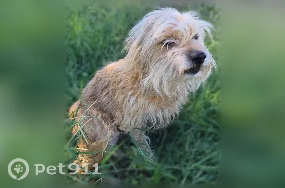 Lost dog, South Cottonwood Lane, 2640, Tucson — blonde female dog - photo