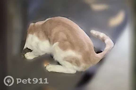 Found cat Galt, photo: Found cat, Twin Cities Road, 10430, Galt — white and tan
