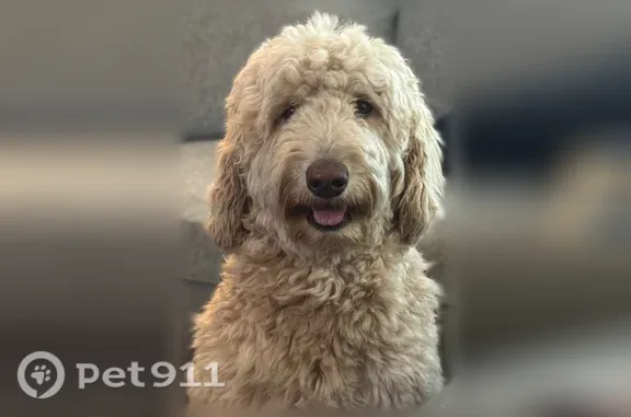 Missing dog Arlington, photo: Lost female dog, Tom Court, 14044, Victorville, Arlington — 45–50 lb, long light tan hair