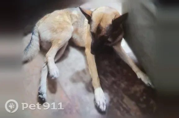 Lost dog, female, 48th Avenue East, 24901, Graham, Graham — friendly with a pink bone-pattern collar - photo