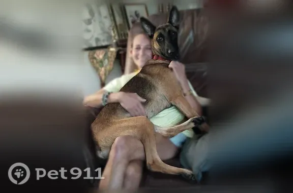 Missing dog Tampa, photo: Lost dog, Pinellas Park, Florida, Tampa — female with a red collar