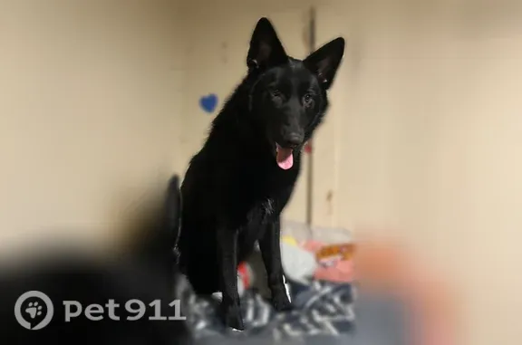 Lost dog, South Main Street, 477, Pomona — black female dog with a microchip - photo