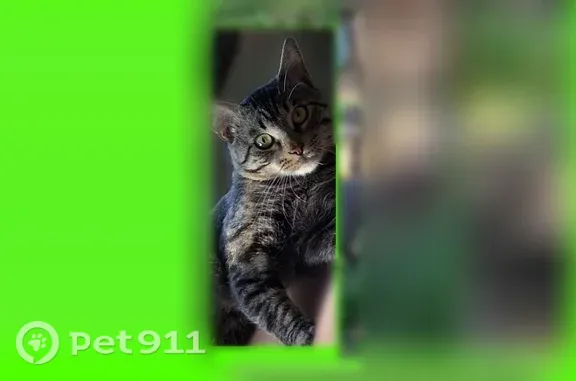 Missing cat Provo, photo: Lost male cat, State Street, 1431, Provo — small tabby named Atticus