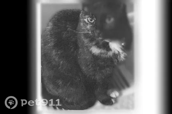 Lost cat, Windjammer Cove, 10098, Reminderville, Aurora — 21-year-old female with white on paw - photo