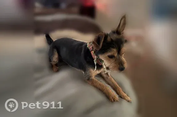 Lost male dog, Hampton, Virginia, Chesapeake — Maltese Yorkie with black coat and brown highlights - photo