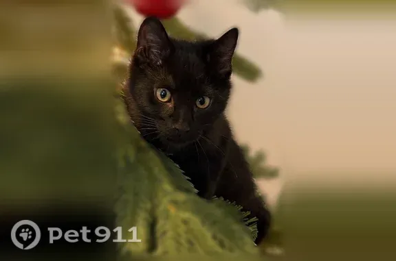 Lost cat, Kennedy Lane, 10, Hampton Bays, Farmingdale — all black, no collar - photo