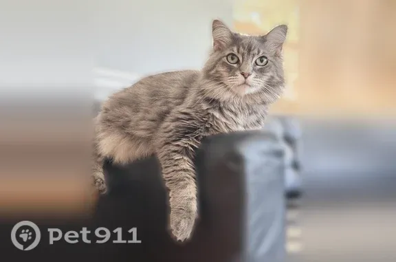 Lost female cat, Honeysuckle Haven Drive, Houston — fluffy gray tabby with green eyes - photo
