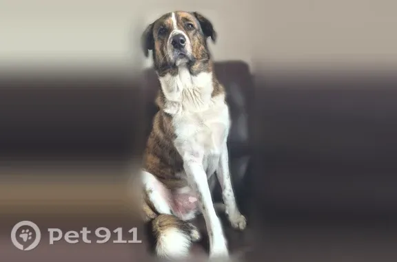 Lost male dog, Seaflower Parkway, Florida, Tampa — brown and white, no collar - photo