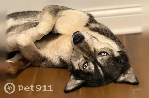 Lost dog, South Emerald Avenue, 9213, Chicago, Arlington — medium-sized female - photo