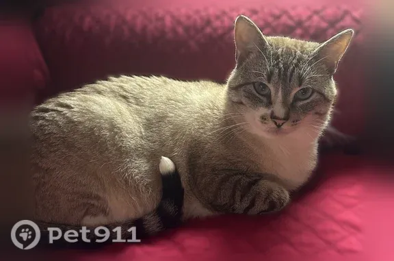 Lost male cat, Big Bear Drive, Pennsylvania, Arlington — neutered, grayish/white - photo