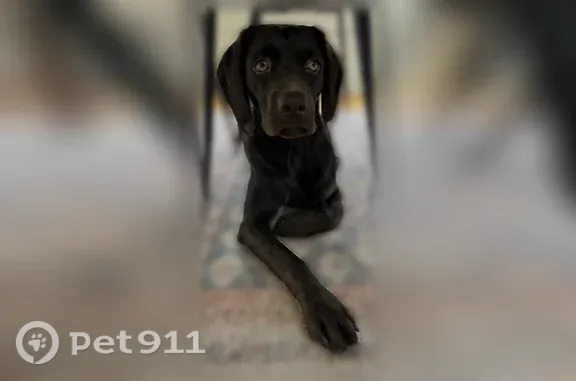 Lost dog, North Market Street, 1881, Jacksonville — female Boykin spaniel, likely hurt and scared - photo