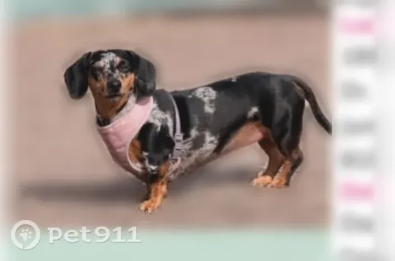 Lost dog, Falcon Ridge Drive, 184, Grand Junction — female, timid but friendly - photo