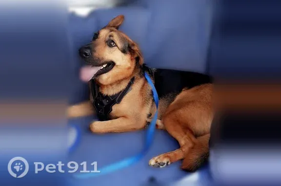 Lost dog, Harris Drive, Corpus Christi - photo