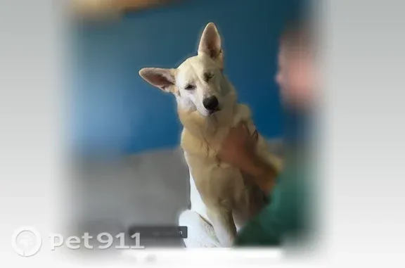 Lost dog, East Park Drive, Green — white female German shepherd with one eye - photo