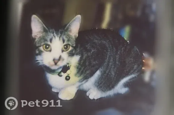 Lost cat, Valley Vista Drive, 1176, Grapevine — female brown-and-white tabby - photo