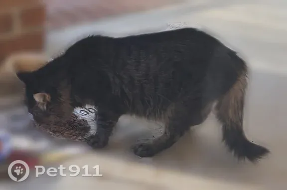 Found cat, Decatur — black with a little gray, returns for food - photo