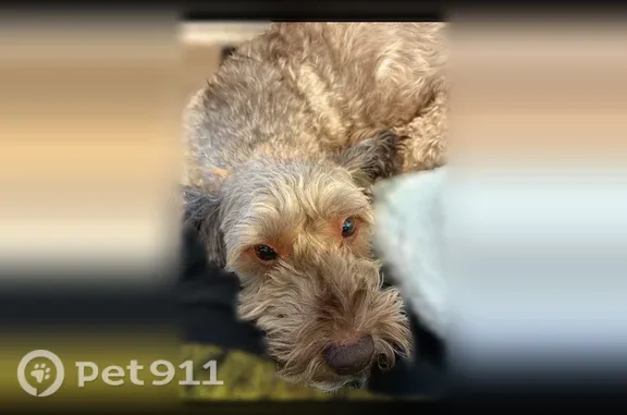 Lost dog, Quiet Shade Drive, Herriman — female tan poodle mix - photo
